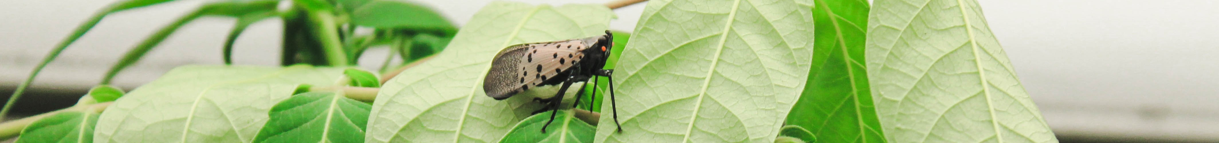 Spotted Lantern Fly